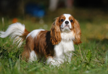 Beautiful king Charles spaniel dog portrait - 466330851