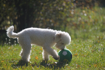 Cute fluffy dog playing a ball