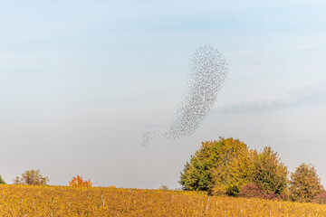 Cloud of starlings sublime choreography starlings birds followed by a raptor.