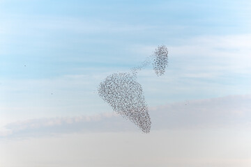 Cloud of starlings sublime choreography starlings birds followed by a raptor.