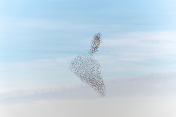 Cloud of starlings sublime choreography starlings birds followed by a raptor.