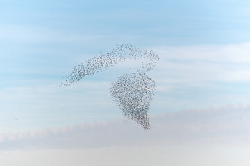 Cloud of starlings sublime choreography starlings birds followed by a raptor.