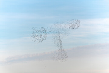 Cloud of starlings sublime choreography starlings birds followed by a raptor.