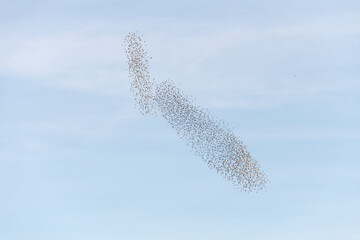 Cloud of starlings sublime choreography starlings birds followed by a raptor.