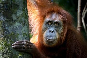 Portrait of the famous and endangered sumatran orangutan. One of the most famous wild animals from Indonesia. - obrazy, fototapety, plakaty