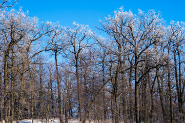 Oak grove with the tops of branches covered with frost on a clear frosty day. Background