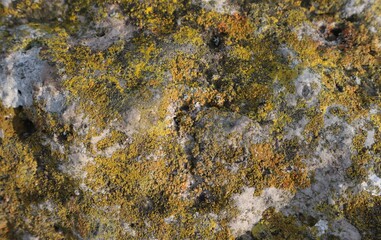 The old stone is covered with green, yellow and brown moss.