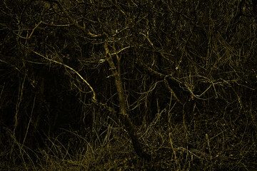 Fototapeta na wymiar Scary bushes at night