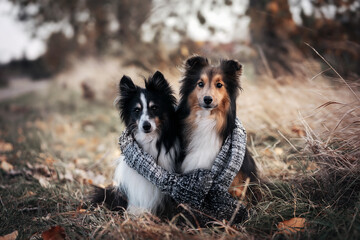 Hundefreunde
