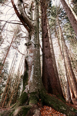 Alpine Mountain mixed forest with sunlight beam shine through dead trees