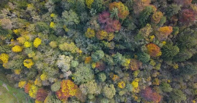 aerial view of a colorful forest with autumn foliage