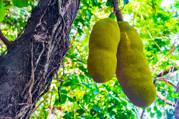 Jackfruit growing on jack tree in Rio de Janeiro Brazil.