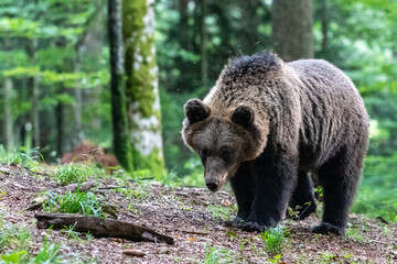 Obraz na płótnie Canvas Un ours brun dans la forêt slovène.