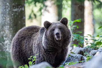 Obraz premium Un ours brun dans la forêt slovène.