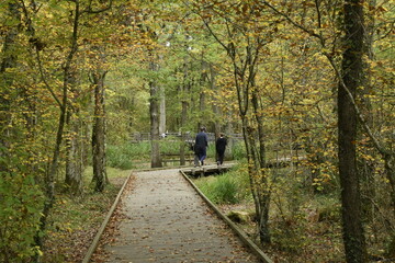 Paysage en for&ecirc;t o&ugrave; un p&egrave;re et ses deux fils se prom&egrave;nent