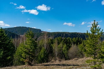 Spruce forest on a background of blue sky with clouds.