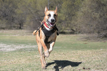 Black mouth cur, Dog running, Pet playing, Pet exercising, Pet healthy, Dog with breastplate