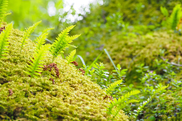 Bright green Appalachian rockcap fern in the moss,  sunny day in spring. Polypodium appalachianum or Appalachian polypody © ANGHI