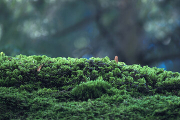 Beautiful green moss on the floor, moss closeup, macro. Beautiful background of moss for wallpaper