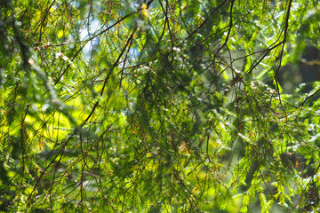 Fototapeta na wymiar Pattern of fir trees in the park. Green branches of a spruce in summer, sunlight