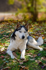 Naklejka na ściany i meble Dog Siberian Husky. Portrait of a husky with blue eyes. very beautiful eyes.