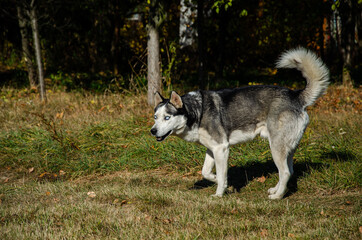 Naklejka na ściany i meble husky dog with beautiful blue eyes. autumn Park. Walking the dog.