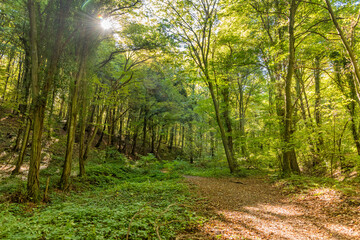 Fototapeta na wymiar Autmn leaves with sunbeams passing trough. Autumn on Fruska gora, a beautiful forest in Serbia and Vojvodina.