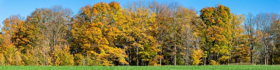 Colorful Wisconsin forest in October with a blue sky