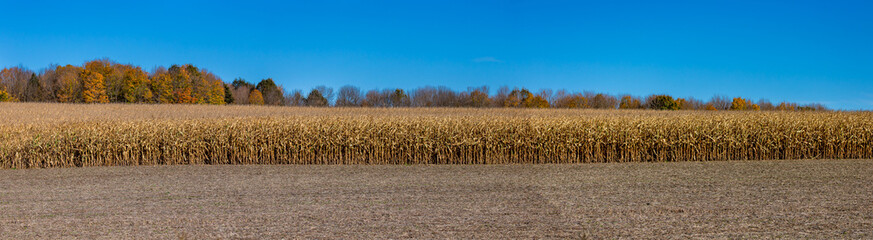 Wisconsin cornfield surrounded by forest and a blue sky in Autumn