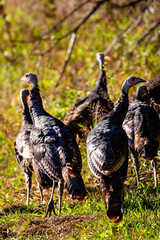 Flock of Wisconsin wild turkeys (meleagris gallopavo) in autumn