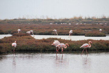 flamingos in pond