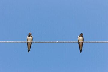 Two cute swallows on a wire. Two swallow chicks against blue sky background. Wildlife concept. Swallows on rope. Wild birds concept. Resting birds. Wild birds concept.