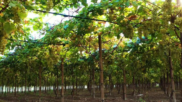 Vineyard of white table grapes 10