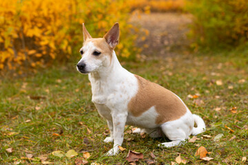 Jack Russell terrier. A small dog in the garden in autumn