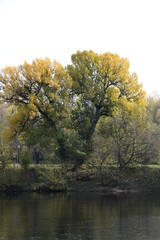 A large tree with yellow leaves. A tree on the shore of a forest lake. Autumn landscape.