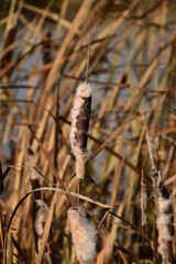 A close-up of ripe reeds. Ripe reed fluff flutters in the wind.