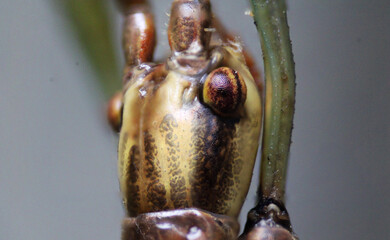 Walking Stick insect eyeball macro