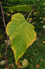 Large yellow linden leaf. Linden leaf on a blurred background of green grass. Background, bokeh.