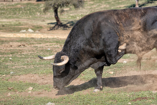 Brave bull or lidea bull in the field, raging bull ready to ram