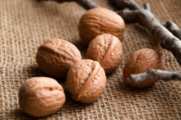 walnut and walnut branch