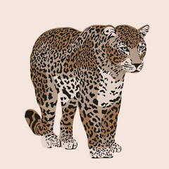 Wild cats, jungle animals, safari leopard vector illustration.