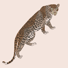 Wild cats, jungle animals, safari leopard vector illustration.