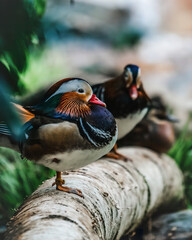 2 Ducks Stand on Birch Tree