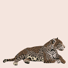 Wild cats, jungle animals, safari leopard vector illustration.