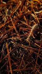 Closeup of dried plant sticks with an insect
