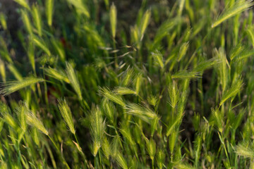Grüne Weizen Ähren Nahaufnahme