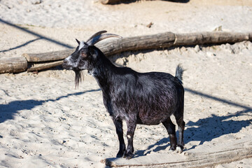 West African pygmy goat. Mammal and mammals. Land world and fauna. Wildlife and zoology.