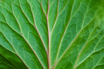 Green leaf surface texture. Abstract plant backdrop. Natural effect pattern. Textured background.