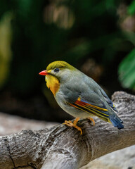 Very Detailed Yellow bird on Log wood