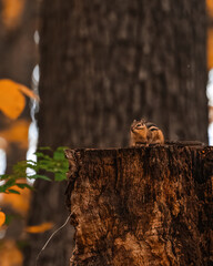 Chipmunk on stump